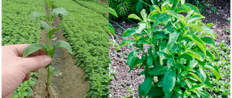 выращиваем стевию